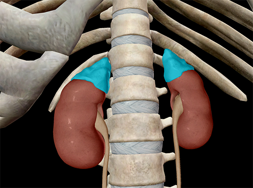 ap-anatomy-physiology-kidneys-adrenal-glands-epinephrine